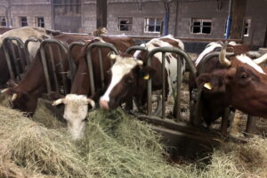 Kühe im Bollheimer Stall