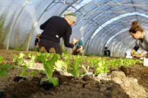 Bollheim wird grün