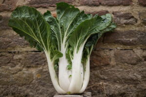 Pak Choi