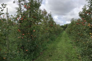 Herbstliches auf den Opbstplantagen Krämer