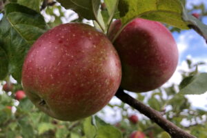 Noch am Baum