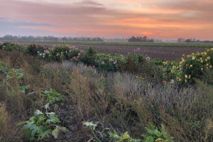 Bollheimer Blumenmorgen