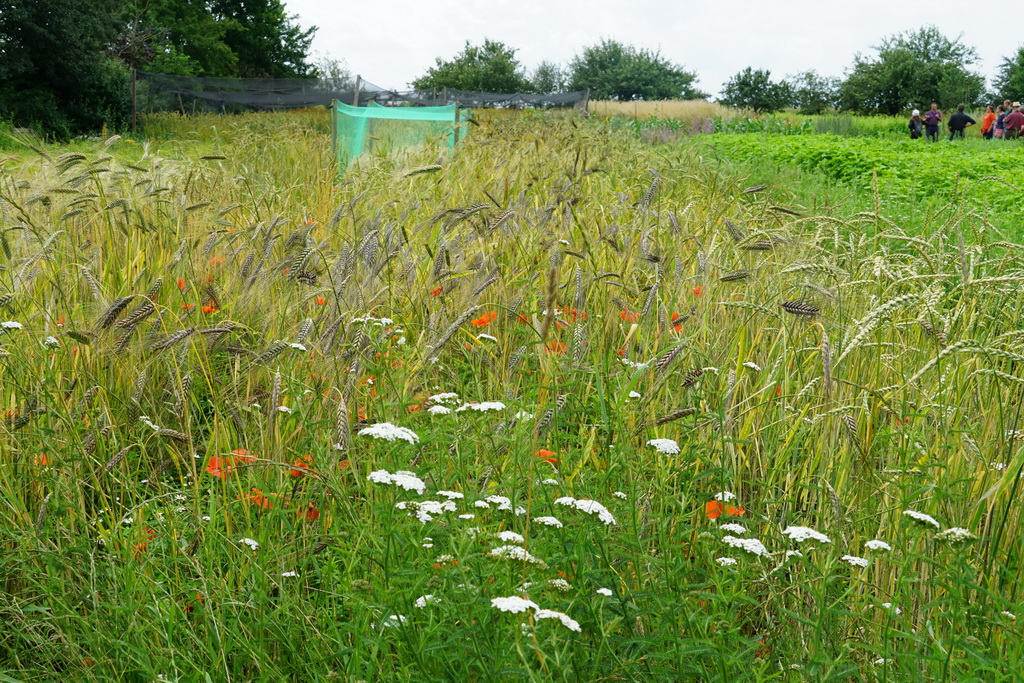 Wildpflanzen im Herbst