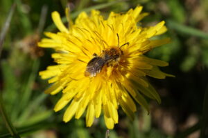 Bienenbesuch