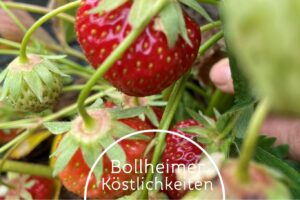 Bollheimer Erdbeeren