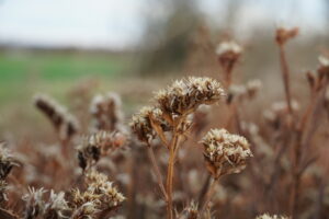 Bollheims vergängängliche Blütenpracht