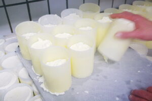 Käse abfüllen auf Bollheim