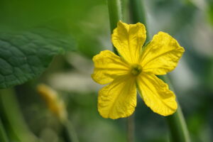 Bollheimer Gurkenblüte