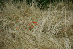 Roggen mit rot