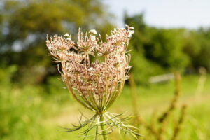 Bollheimer Wunder