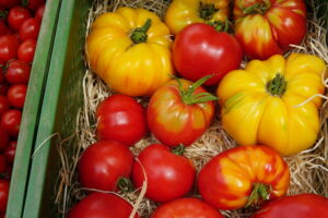 Bollheimer Tomatensorten