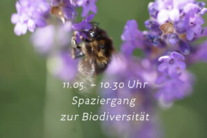 Bollheimer Insektenwelt