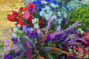 Schnittblumenernte