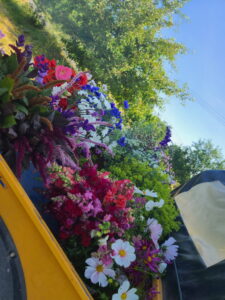 Schnittblumenernte