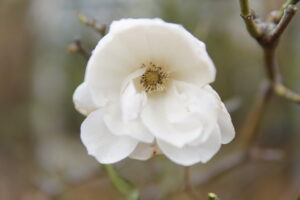 winterrose