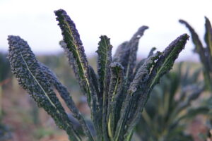 bollheimer Winterkohl