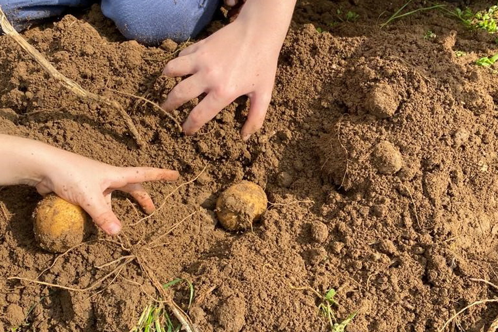 Kinder: Kartoffelernte - 28.06.