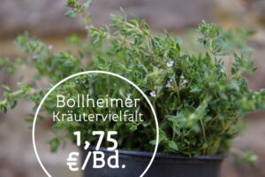 Bollheimer Kräuterzauber