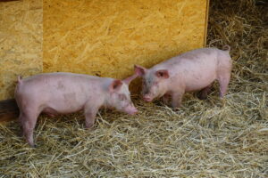 Bollheimer Schweinezuneigung