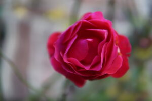 Bollheim Rose