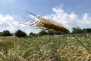 Wildes Getreide auf Bollheim