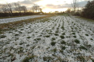 Zuchtgarten im Januar