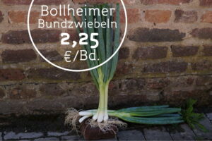 Bollheimer Zwiebelangebot