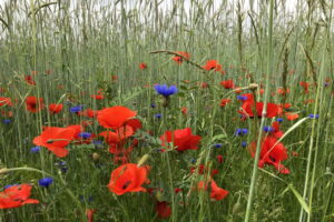 Biodiversität auf dem Bollheimer Feld