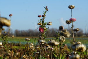 Bollheimer Winterblumen