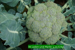 Broccoli auf dam Feld