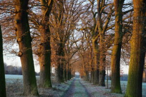 Bollheimer Dezemberallee