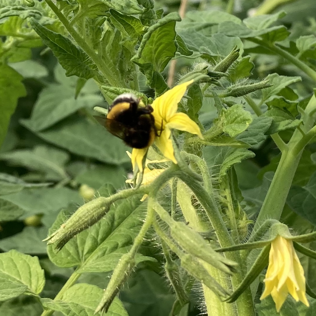 Erdhummel