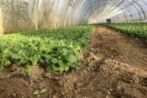 Feldsalat im Gewächshaus