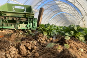 Feldsalaternte im Folientunnel