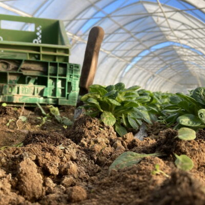 Feldsalaternte im Gewächshaus