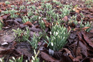 Bollheimer Frühlingsbote 