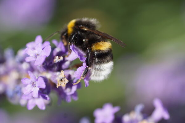 Hummel an Lavendelblüte