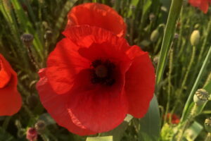 Bollheimer Mohn