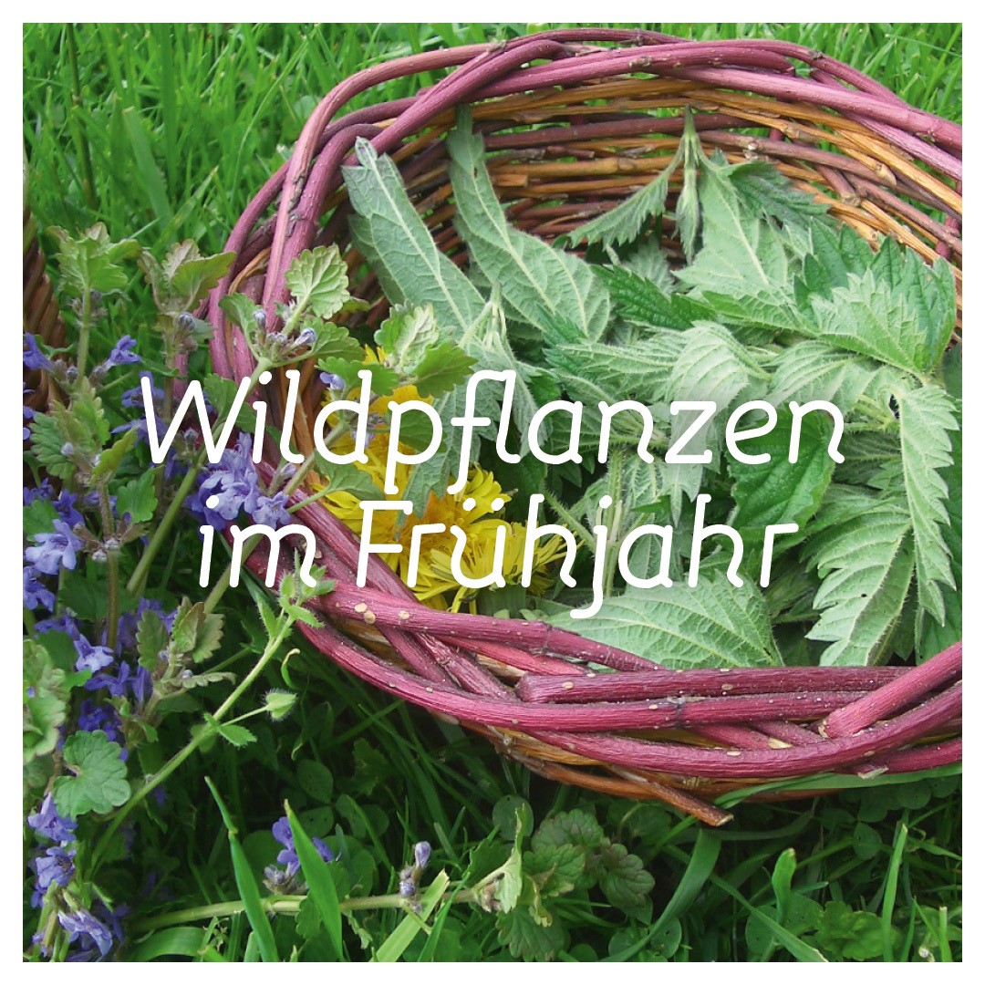 13.04. - Essbare Wildpflanzen im Frühjahr