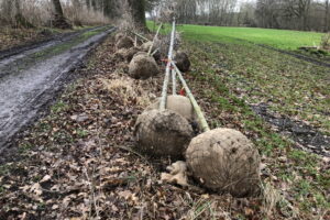 Neue Eichen für Bollheim