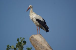 Storch1