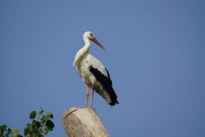 Storch2