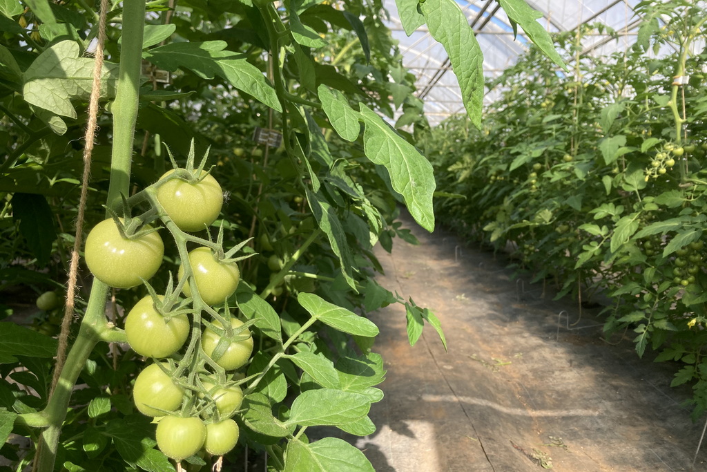 Tomatenhaus im Mai