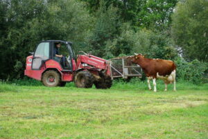 Auf dem Weg in den Stall