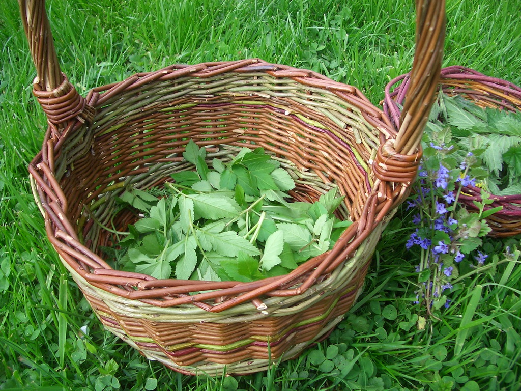 10.05. - Wildkräuterzauber - Eltern-Kind Kurs