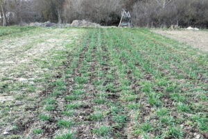 Getreidewachstum an Ostern