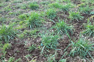 junge Getreidepflanzen im Zuchtgarten