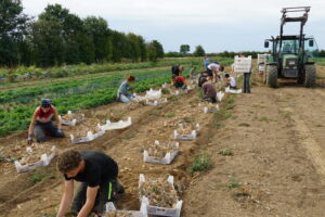 Zwiebelernte mit SchülerInnen