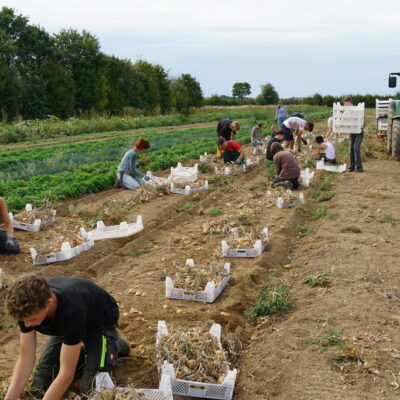 Zwiebelernte mit SchülerInnen