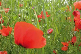 Biodiversität auf den Bollheimer Feldern